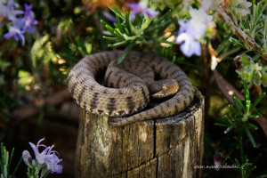 Vipera Aspis
